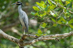 bird, fly, tropical, panama, forest, jungle, rain