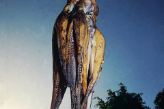 Pulpo