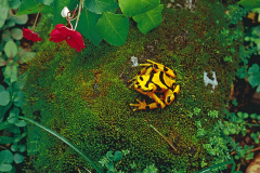 Rana Dorada