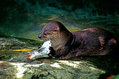 Nutria