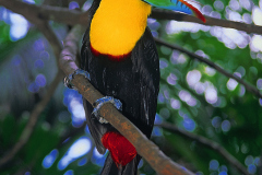 Tucan Pico de Iris