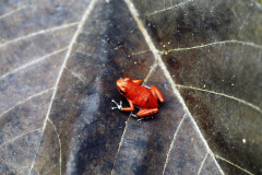 Rana