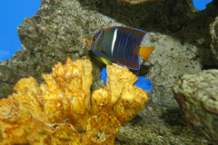 Peces
