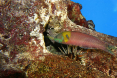 Peces