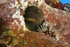 Peces