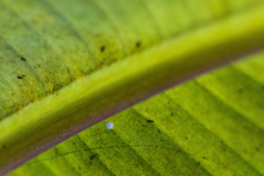 Plant Pattern