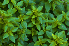 Plant Pattern
