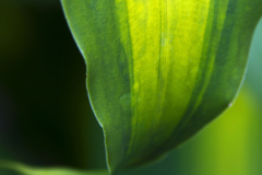 Plant Pattern