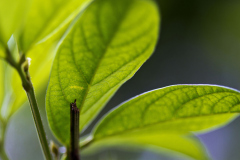 Plant Pattern