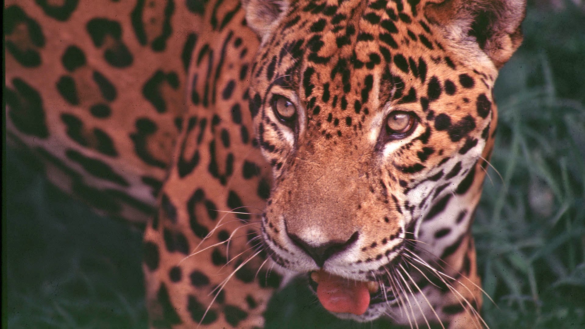 Fauna